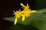 Eared goldenrod